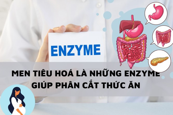 Men tiêu hóa giúp hỗ trợ phân giải thức ăn ở mẹ bầu