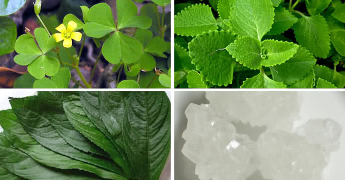 Chữa viêm họng cho trẻ từ cây cỏ dại 2 ngày là khỏe re