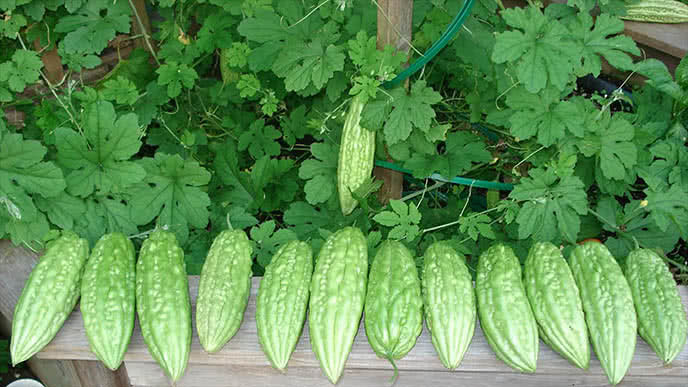 Nguyên liệu mướp đắng sạch giúp mẹ bầu trị ngứa hiệu quả